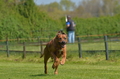 Jederhundrennen / Bild 162 von 488 / 01.05.2016 12:03 / DSC_8784.JPG