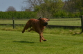 Jederhundrennen / Bild 163 von 488 / 01.05.2016 12:04 / DSC_8788.JPG