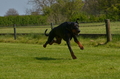 Jederhundrennen / Bild 171 von 488 / 01.05.2016 12:06 / DSC_8823.JPG