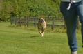 Jederhundrennen / Bild 174 von 488 / 01.05.2016 12:07 / DSC_8842.JPG