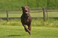 Jederhundrennen / Bild 179 von 488 / 01.05.2016 12:08 / DSC_8854.JPG