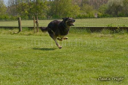 Jederhundrennen / Bild 186 von 488 / 01.05.2016 12:10 / DSC_8894.JPG