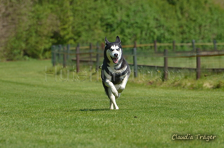 Jederhundrennen / Bild 187 von 488 / 01.05.2016 12:11 / DSC_8900.JPG