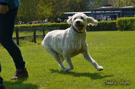 Jederhundrennen / Bild 193 von 488 / 01.05.2016 12:12 / DSC_8944.JPG