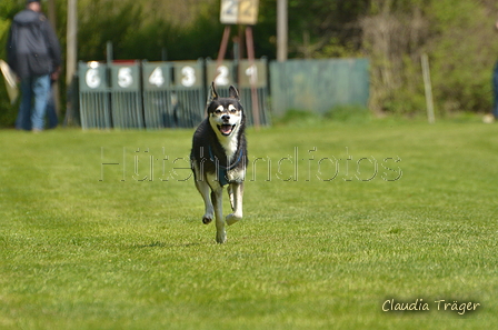 Jederhundrennen / Bild 201 von 488 / 01.05.2016 12:15 / DSC_8986.JPG