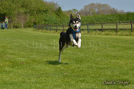 Jederhundrennen / Bild 203 von 488 / 01.05.2016 12:15 / DSC_8993.JPG