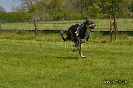 Jederhundrennen / Bild 247 von 488 / 01.05.2016 13:12 / DSC_9380.JPG