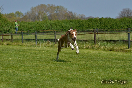 Jederhundrennen / Bild 248 von 488 / 01.05.2016 13:13 / DSC_9390.JPG