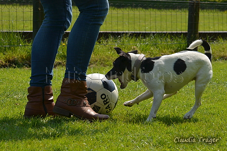 Jederhundrennen / Bild 268 von 488 / 01.05.2016 13:22 / DSC_9468.JPG