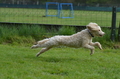 Jederhundrennen / Bild 283 von 488 / 01.05.2016 13:26 / DSC_9576.JPG