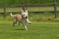 Jederhundrennen / Bild 289 von 488 / 01.05.2016 13:29 / DSC_9620.JPG