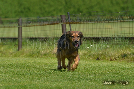 Jederhundrennen / Bild 305 von 488 / 01.05.2016 13:35 / DSC_9766.JPG