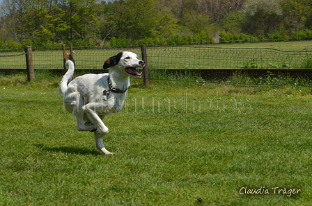 Jederhundrennen / Bild 316 von 488 / 01.05.2016 13:40 / DSC_9875.JPG