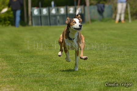 Jederhundrennen / Bild 320 von 488 / 01.05.2016 13:41 / DSC_9891.JPG