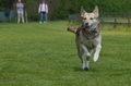 Jederhundrennen / Bild 323 von 488 / 01.05.2016 13:43 / DSC_9934.JPG