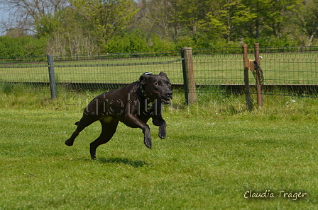 Jederhundrennen / Bild 329 von 488 / 01.05.2016 13:46 / DSC_9985.JPG