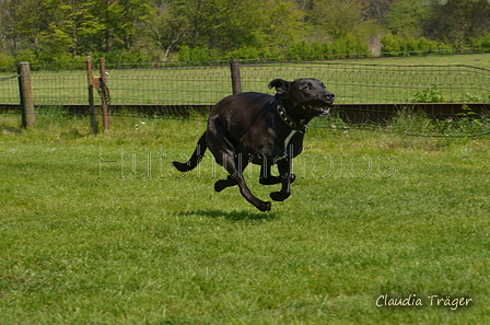 Jederhundrennen / Bild 330 von 488 / 01.05.2016 13:46 / DSC_9986.JPG