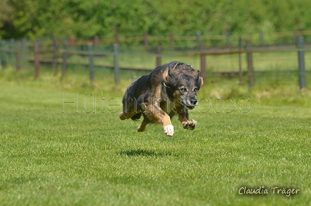 Jederhundrennen / Bild 331 von 488 / 01.05.2016 13:47 / DSC_9989.JPG