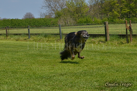 Jederhundrennen / Bild 332 von 488 / 01.05.2016 13:47 / DSC_9991.JPG