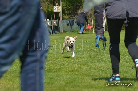 Jederhundrennen / Bild 357 von 488 / 01.05.2016 13:55 / DSC_0153.JPG