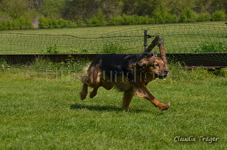 Jederhundrennen / Bild 381 von 488 / 01.05.2016 14:04 / DSC_0309.JPG