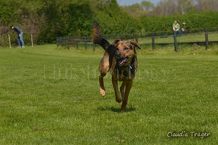 Jederhundrennen / Bild 397 von 488 / 01.05.2016 14:15 / DSC_0438.JPG