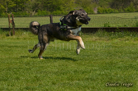 Jederhundrennen / Bild 400 von 488 / 01.05.2016 14:16 / DSC_0448.JPG