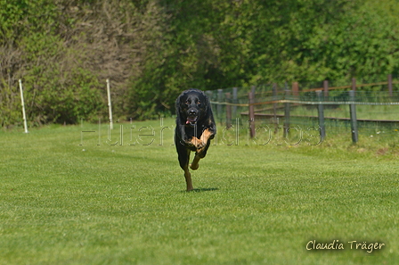 Jederhundrennen / Bild 405 von 488 / 01.05.2016 14:18 / DSC_0475.JPG