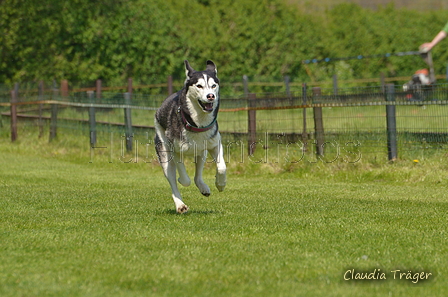 Jederhundrennen / Bild 418 von 488 / 01.05.2016 14:23 / DSC_0528.JPG