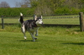 Jederhundrennen / Bild 419 von 488 / 01.05.2016 14:23 / DSC_0534.JPG