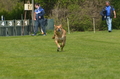 Jederhundrennen / Bild 420 von 488 / 01.05.2016 14:24 / DSC_0548.JPG