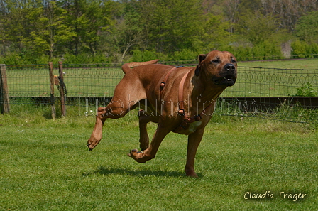 Jederhundrennen / Bild 424 von 488 / 01.05.2016 14:25 / DSC_0577.JPG