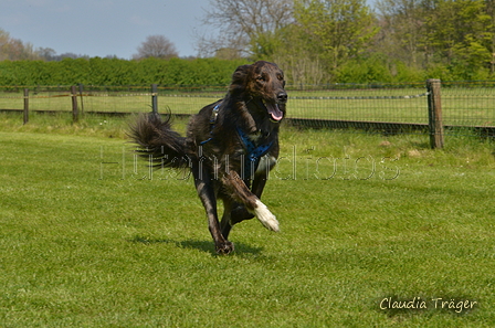 Jederhundrennen / Bild 426 von 488 / 01.05.2016 14:26 / DSC_0589.JPG