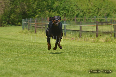 Jederhundrennen / Bild 427 von 488 / 01.05.2016 14:27 / DSC_0593.JPG