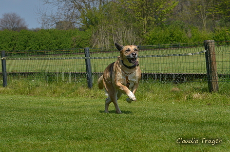 Jederhundrennen / Bild 433 von 488 / 01.05.2016 14:28 / DSC_0634.JPG