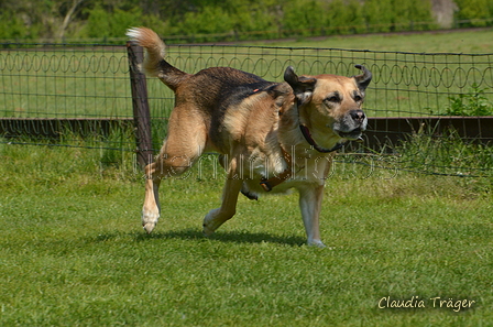 Jederhundrennen / Bild 434 von 488 / 01.05.2016 14:28 / DSC_0637.JPG