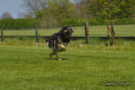 Jederhundrennen / Bild 440 von 488 / 01.05.2016 14:31 / DSC_0674.JPG