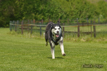 Jederhundrennen / Bild 443 von 488 / 01.05.2016 14:32 / DSC_0684.JPG