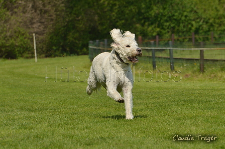 Jederhundrennen / Bild 447 von 488 / 01.05.2016 14:33 / DSC_0700.JPG