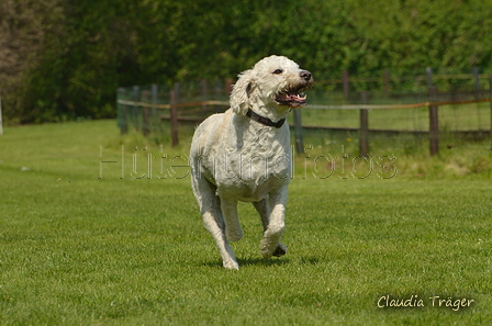 Jederhundrennen / Bild 448 von 488 / 01.05.2016 14:33 / DSC_0701.JPG