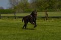 Jederhundrennen / Bild 450 von 488 / 01.05.2016 14:34 / DSC_0732.JPG