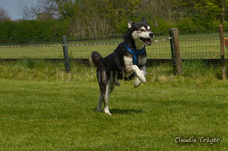 Jederhundrennen / Bild 453 von 488 / 01.05.2016 14:35 / DSC_0745.JPG