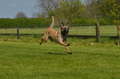 Jederhundrennen / Bild 455 von 488 / 01.05.2016 14:35 / DSC_0754.JPG