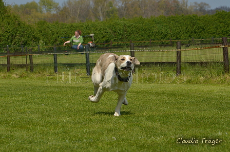 Jederhundrennen / Bild 458 von 488 / 01.05.2016 14:36 / DSC_0767.JPG