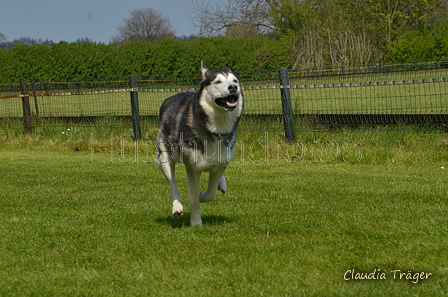 Jederhundrennen / Bild 468 von 488 / 01.05.2016 14:38 / DSC_0819.JPG