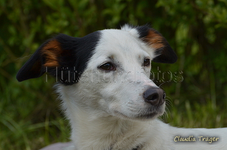 Jederhundrennen / Bild 478 von 488 / 01.05.2016 14:48 / DSC_0891.JPG