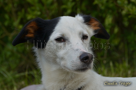 Jederhundrennen / Bild 479 von 488 / 01.05.2016 14:48 / DSC_0894.JPG