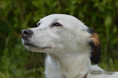 Jederhundrennen / Bild 480 von 488 / 01.05.2016 14:48 / DSC_0898.JPG