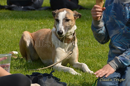 Jederhundrennen / Bild 481 von 488 / 01.05.2016 14:51 / DSC_0924.JPG