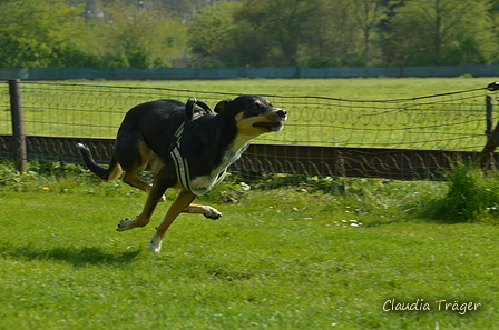 Jederhundrennen / Bild 7 von 516 / 01.05.2017 10:36 / DSC_6635.JPG